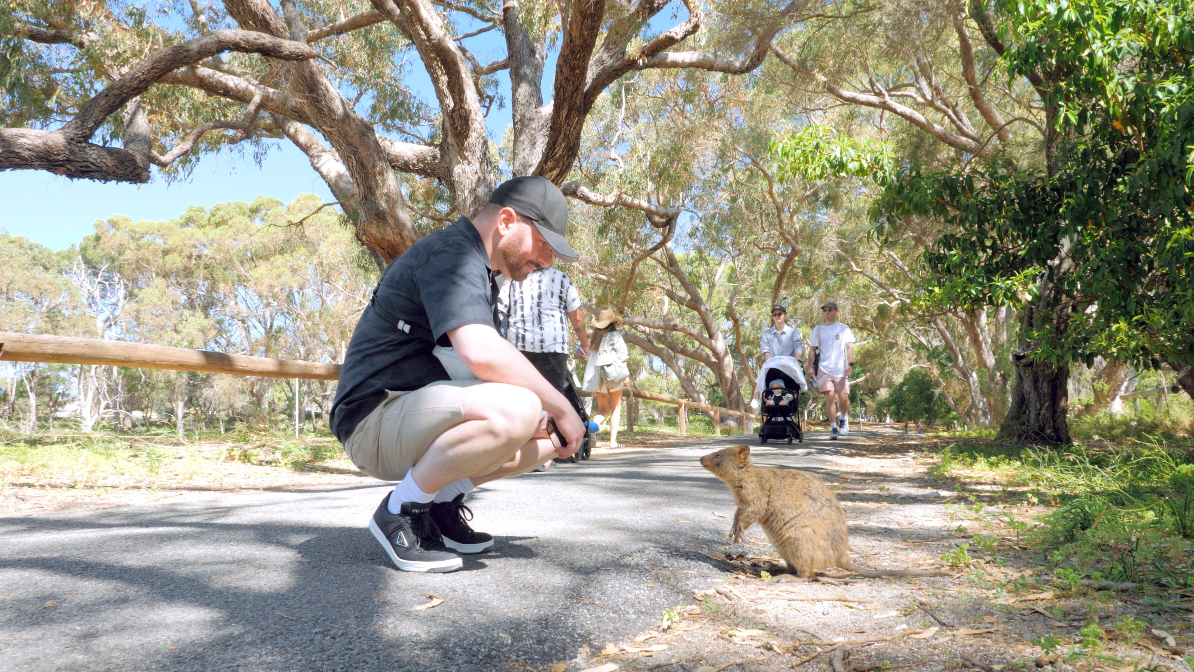 A man kneels on a paved path to interact with a small quokka in a sunny outdoor setting.